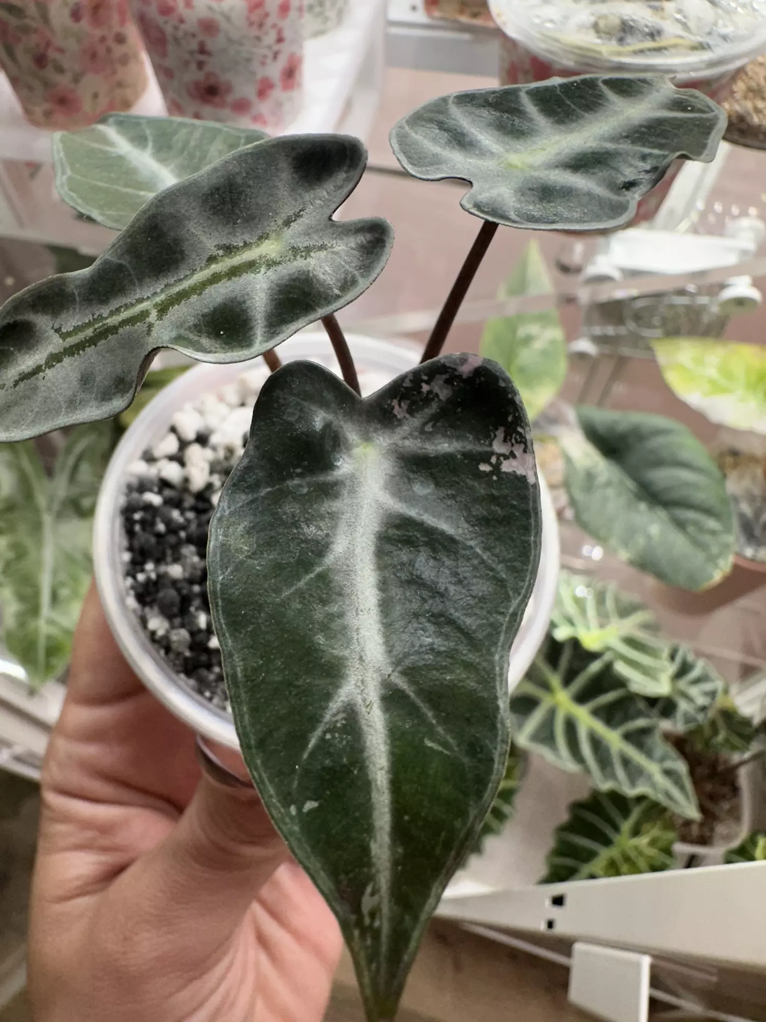 plant/Reverted pink bambino-1