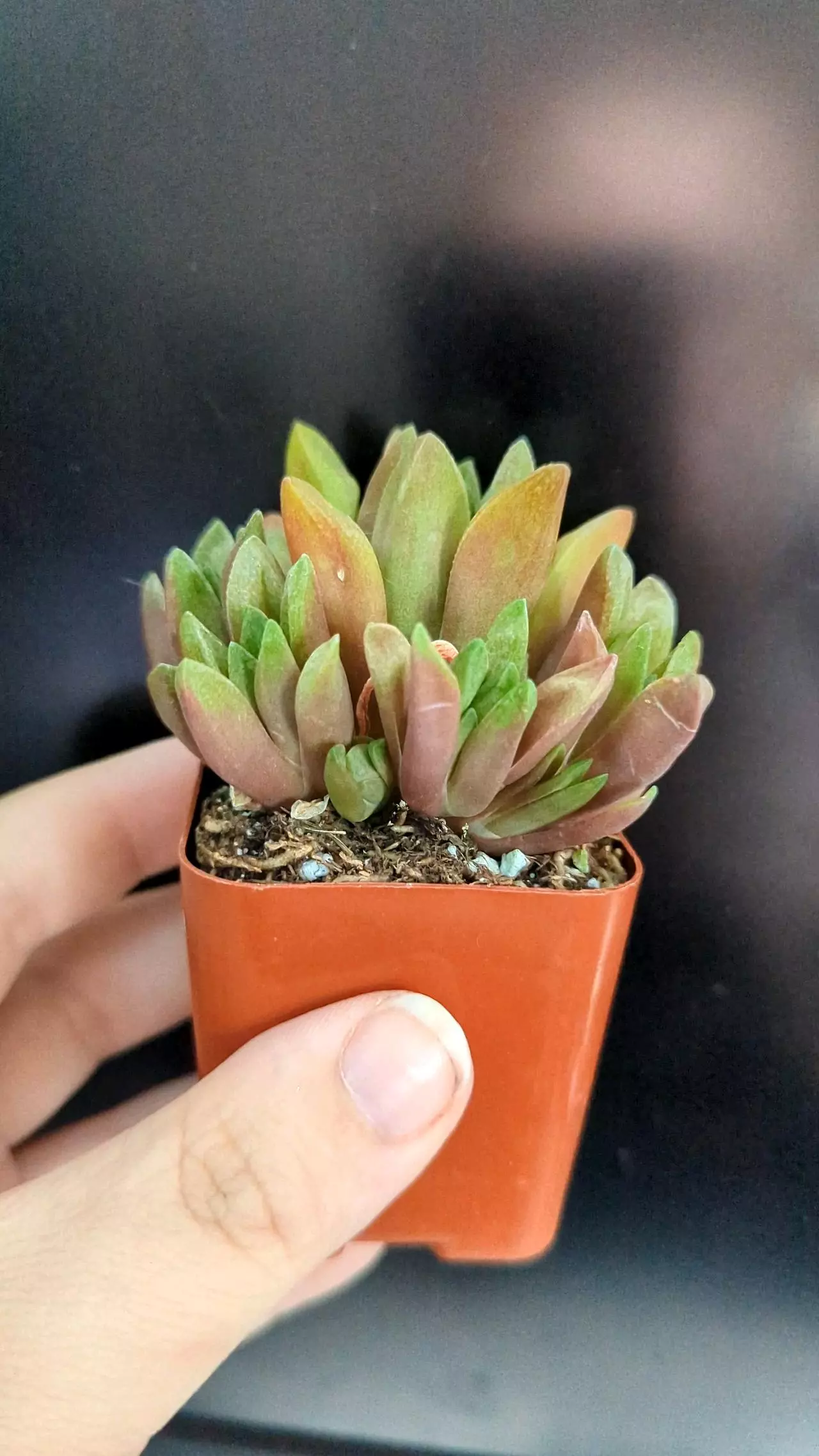 plant/Haworthia plant - 2" pot-2