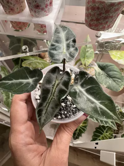 plant/Reverted pink bambino-0-thumbnail