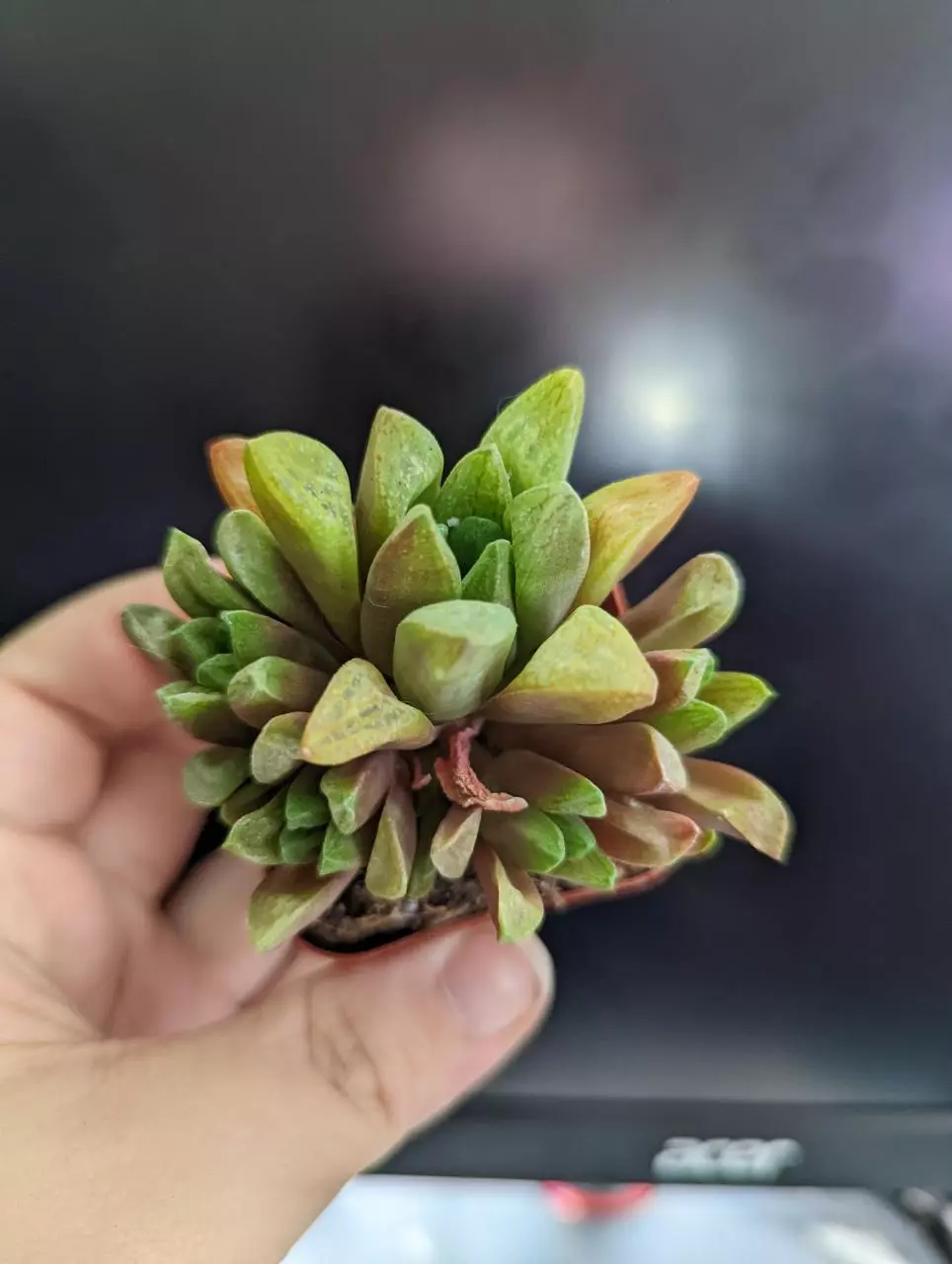 plant/Haworthia plant - 2" pot-0