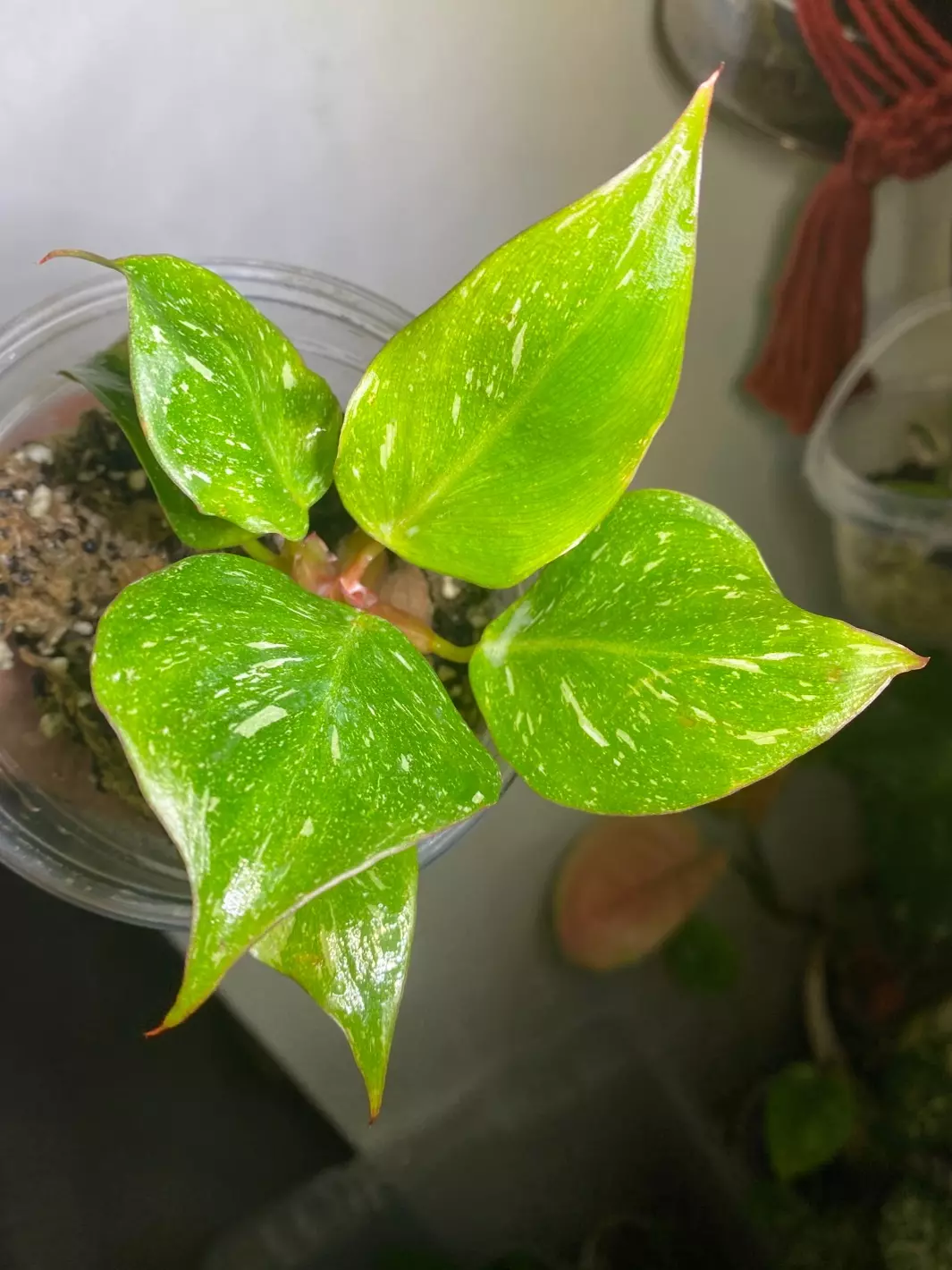 plant/Philo white knight galaxy -0