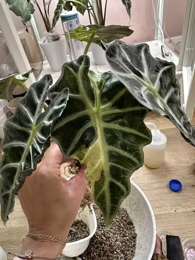 plant/Var Polly CORM-0-thumbnail