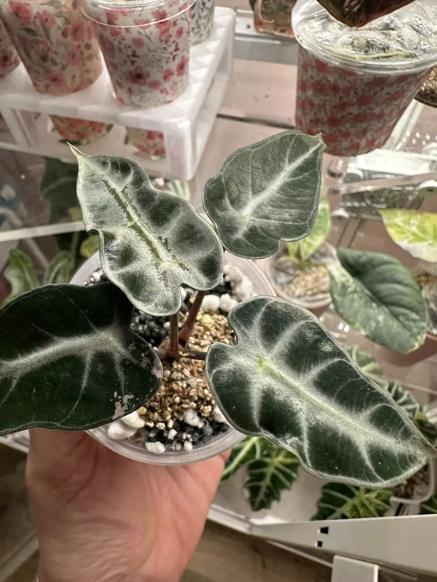 plant/Reverted pink bambino-2