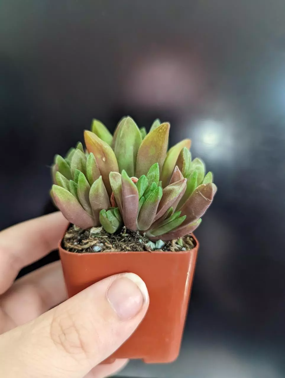 plant/Haworthia plant - 2" pot-1