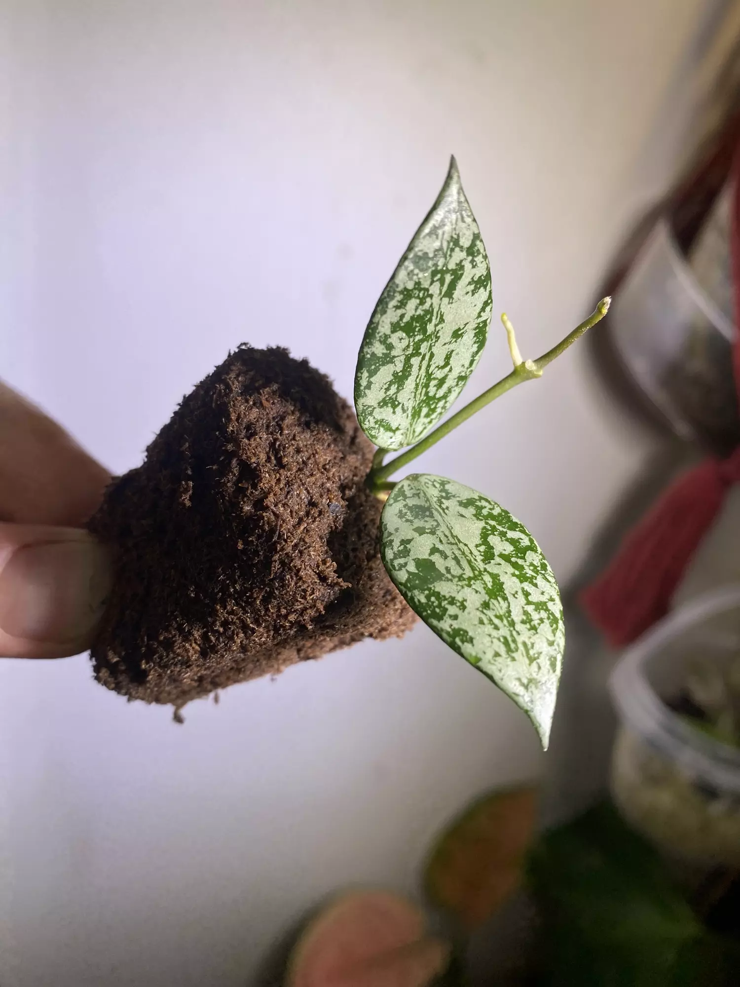 plant/Lacunosa hoya silver lime top cut unrooted in plug-0