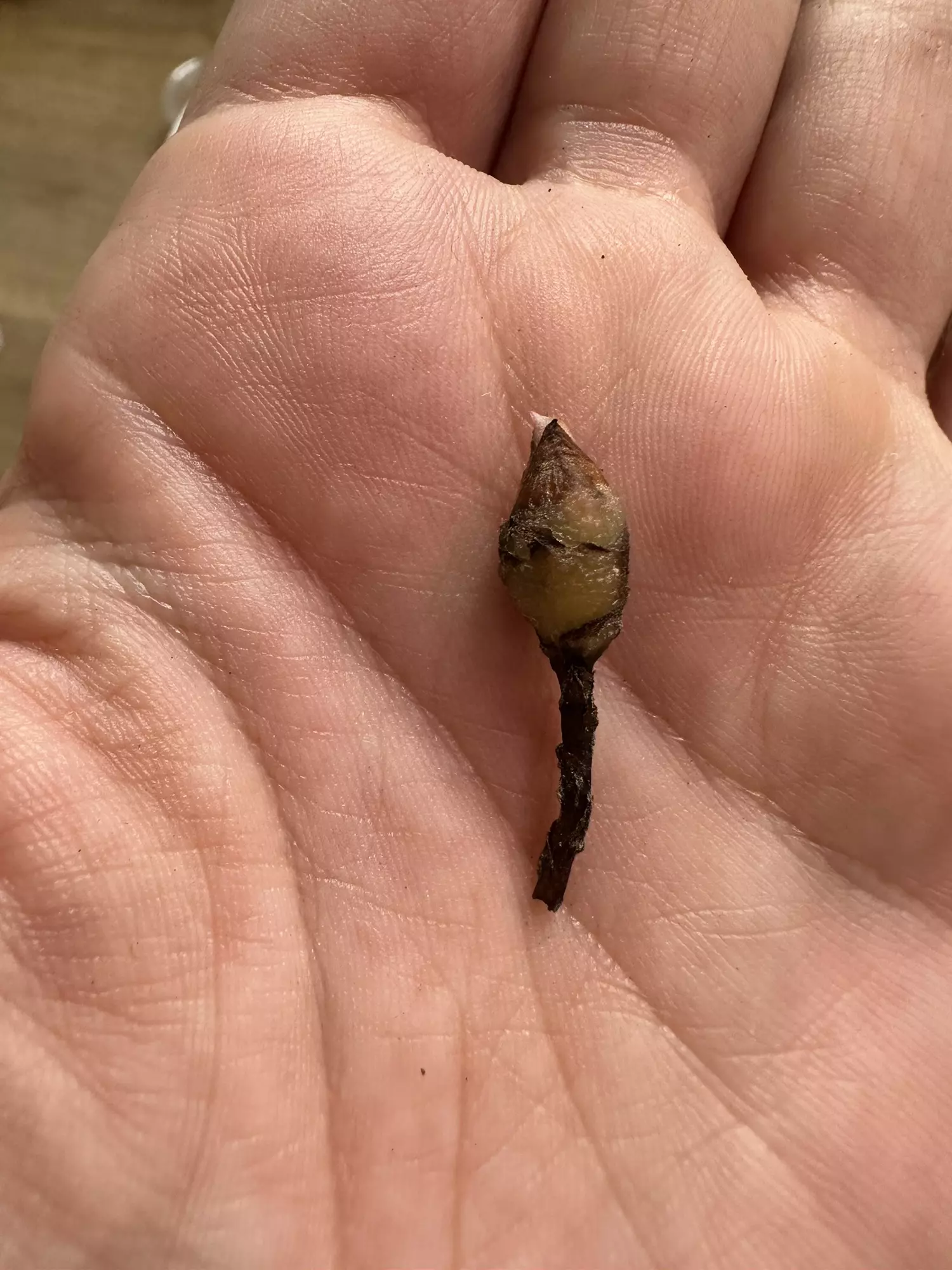 plant/Var Polly CORM-1