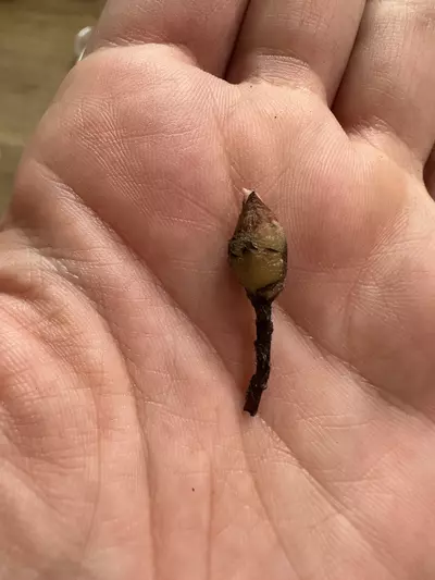 plant/Var Polly CORM-1-thumbnail