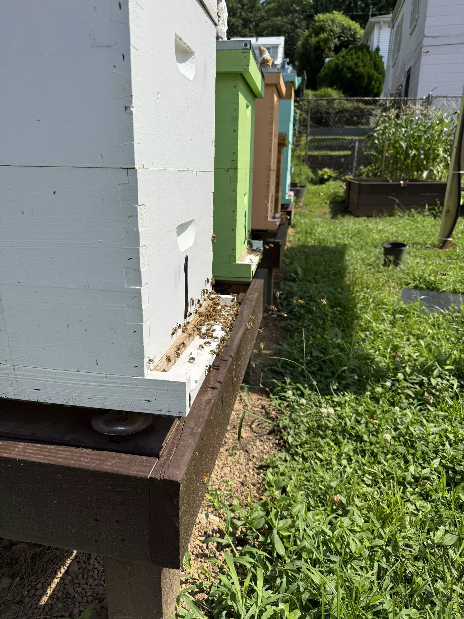 plant/Honey sticks 25 piece assorted-3