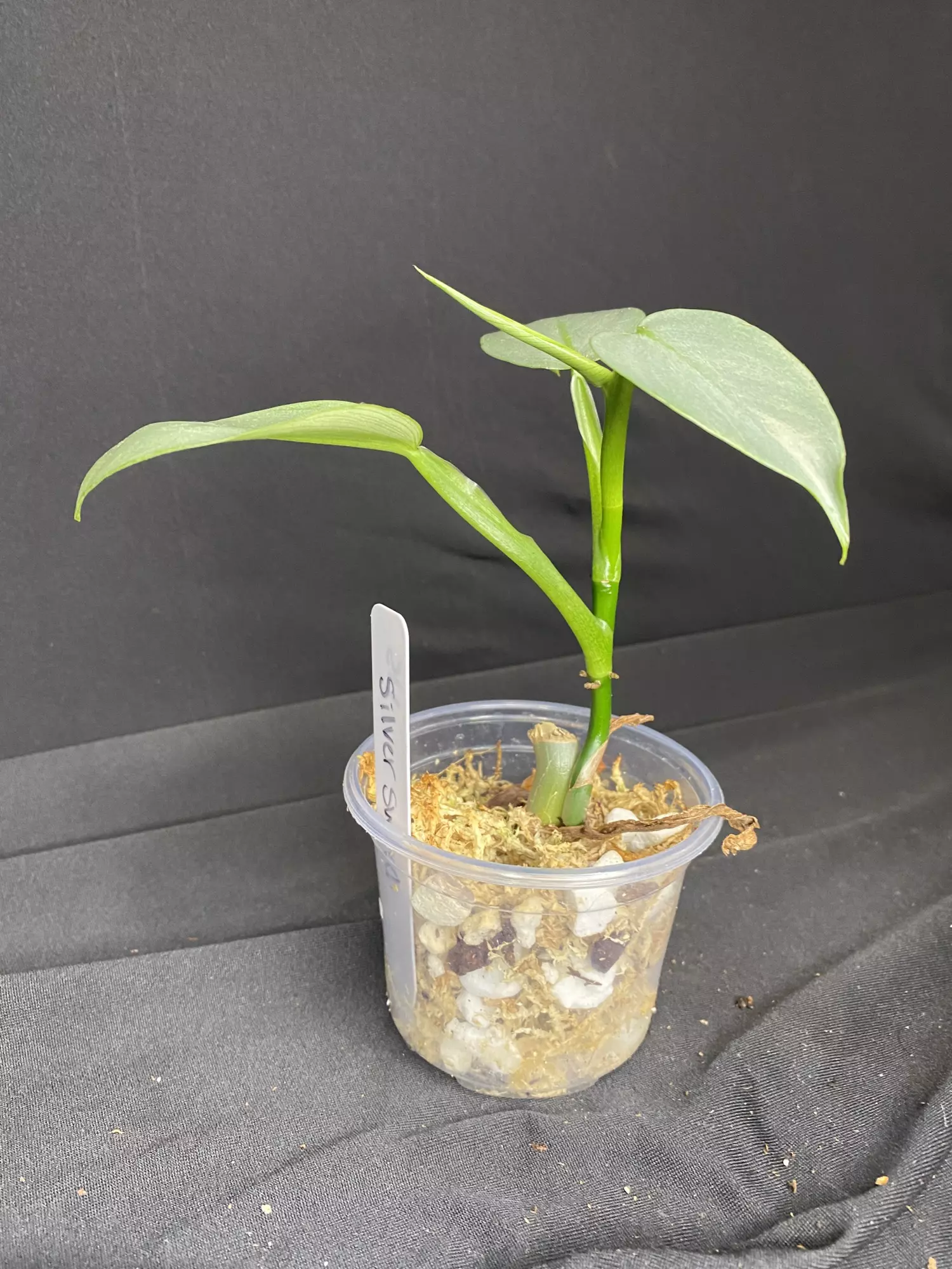 plant/3” Philo. ‘Silver Sword’-2