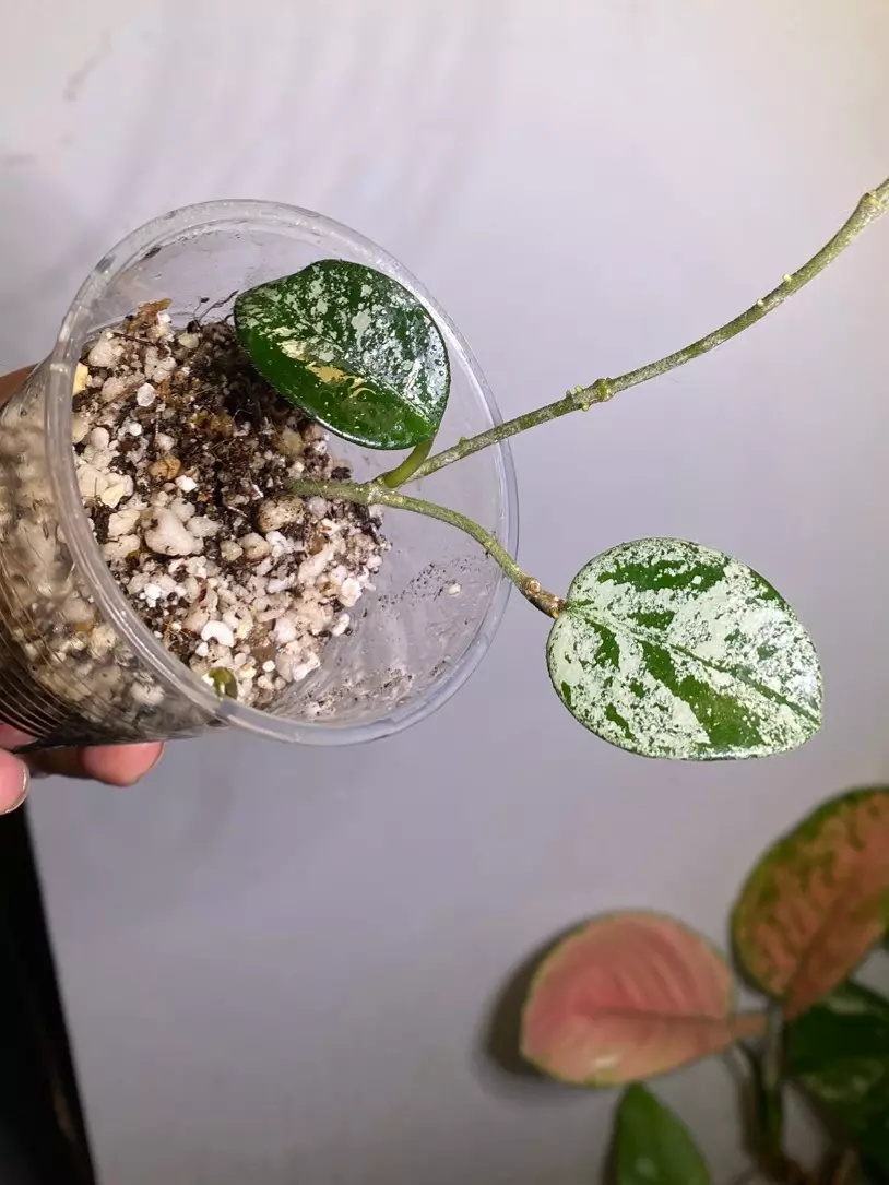 plant/Hoya Matilde splash rooted starter -0