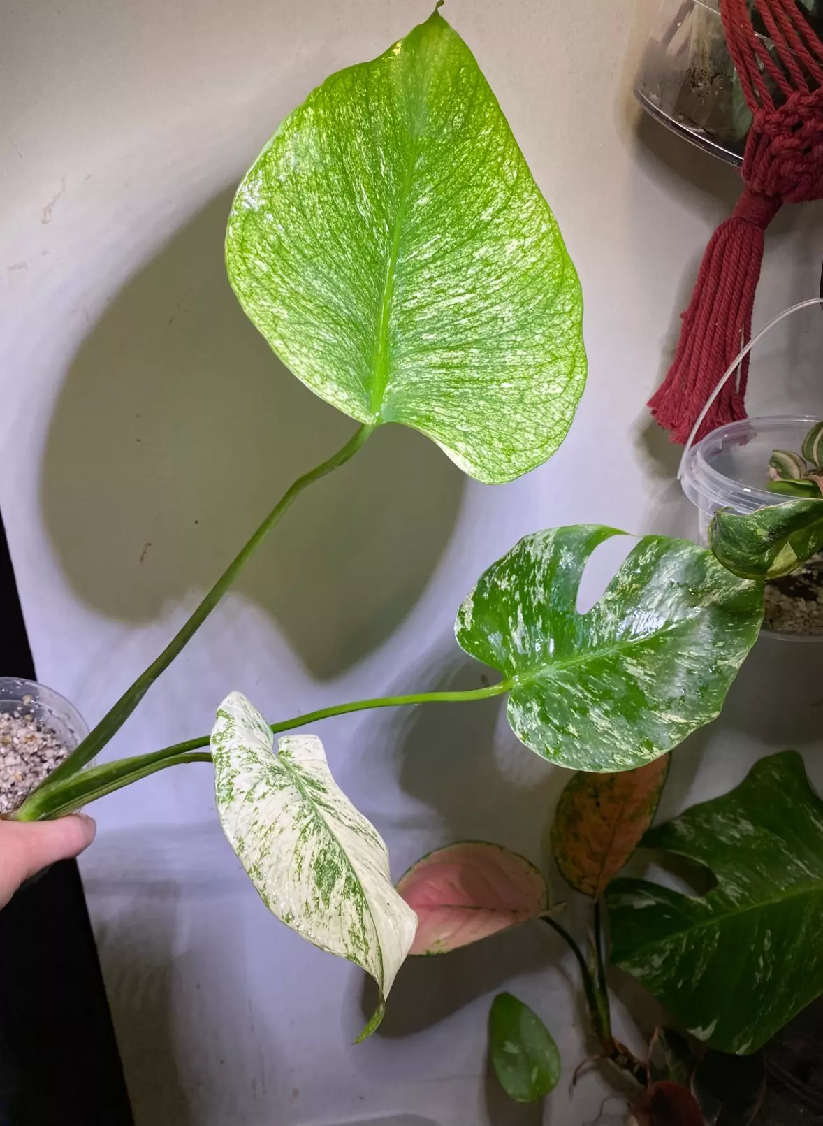 plant/Monstera mint rooted top cut-0