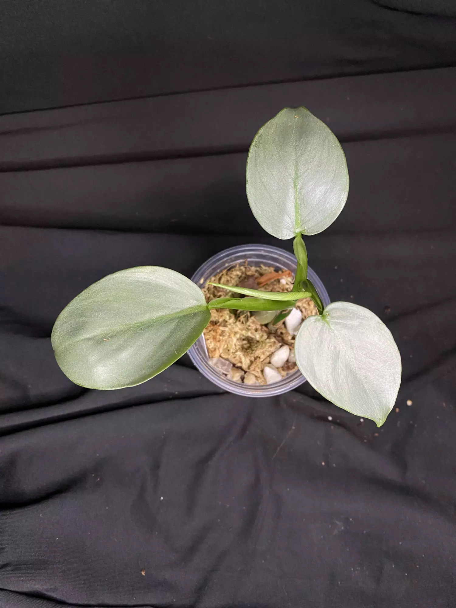plant/3” Philo. ‘Silver Sword’-1