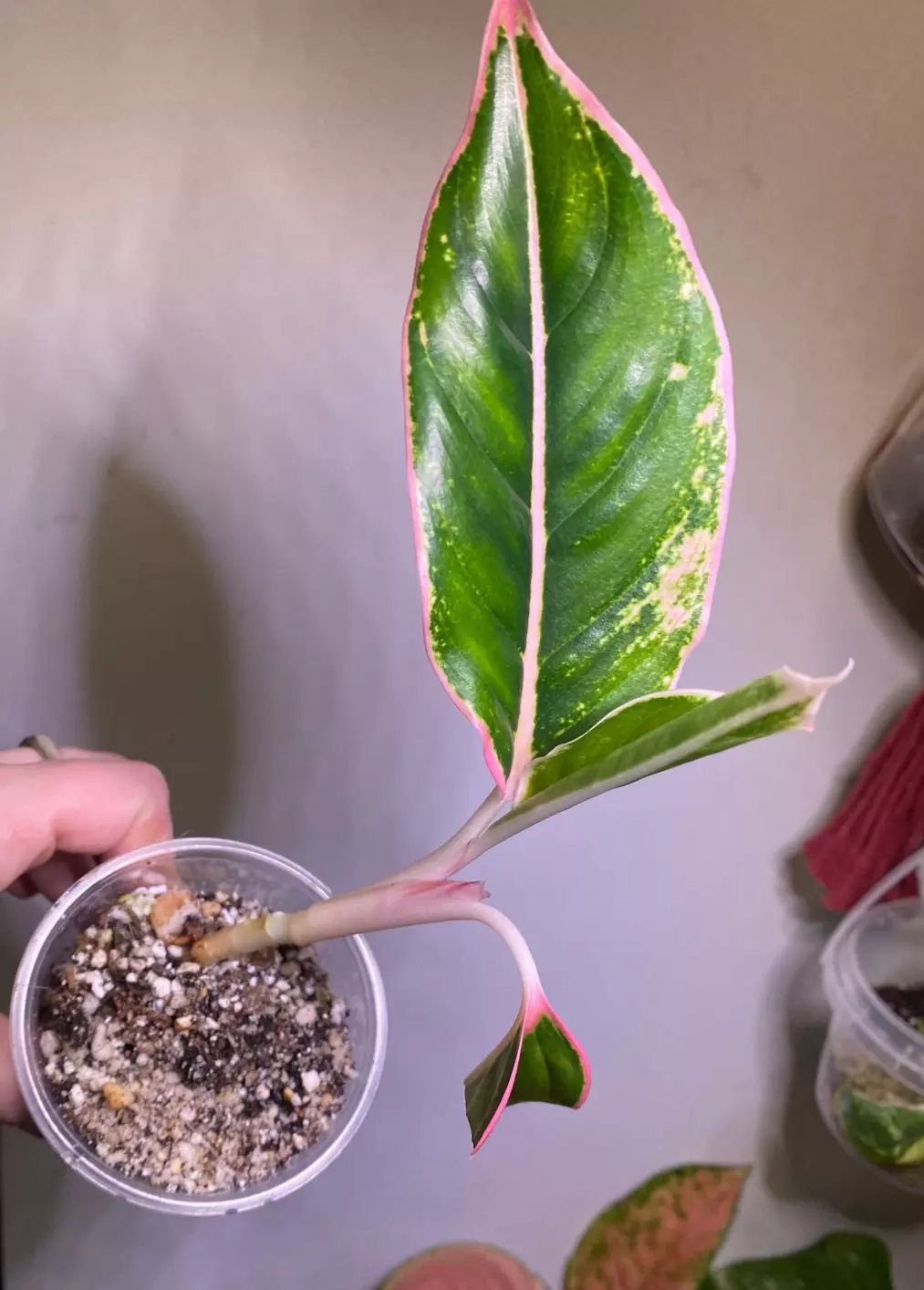 plant/Aglaonema pink siam -0