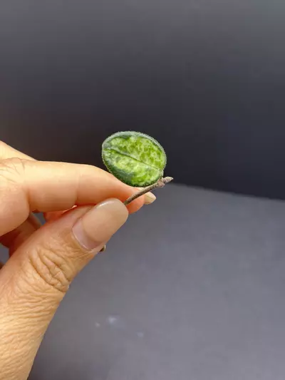 plant/Hoya Variegated Mathilde ***Fresh Cut***-0-thumbnail