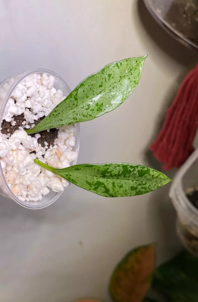 plant/Hoya lacunosa leopard skin rooted starter  -0