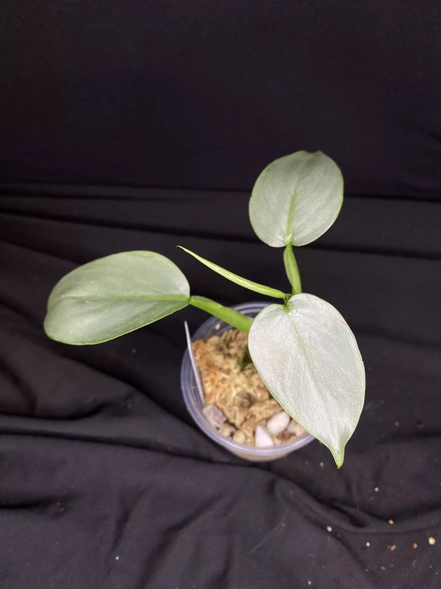 plant/3” Philo. ‘Silver Sword’-0