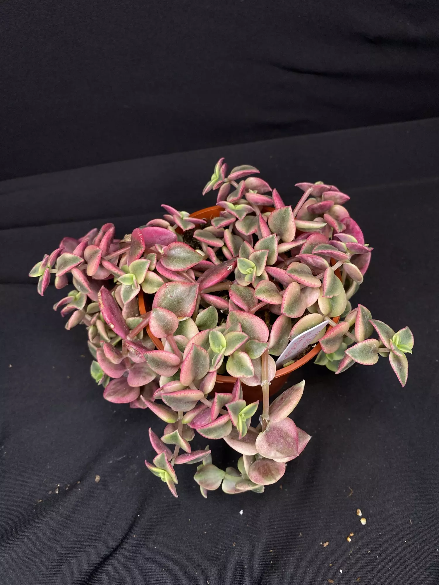 plant/3” Crassula ‘Calico Kitten’-1