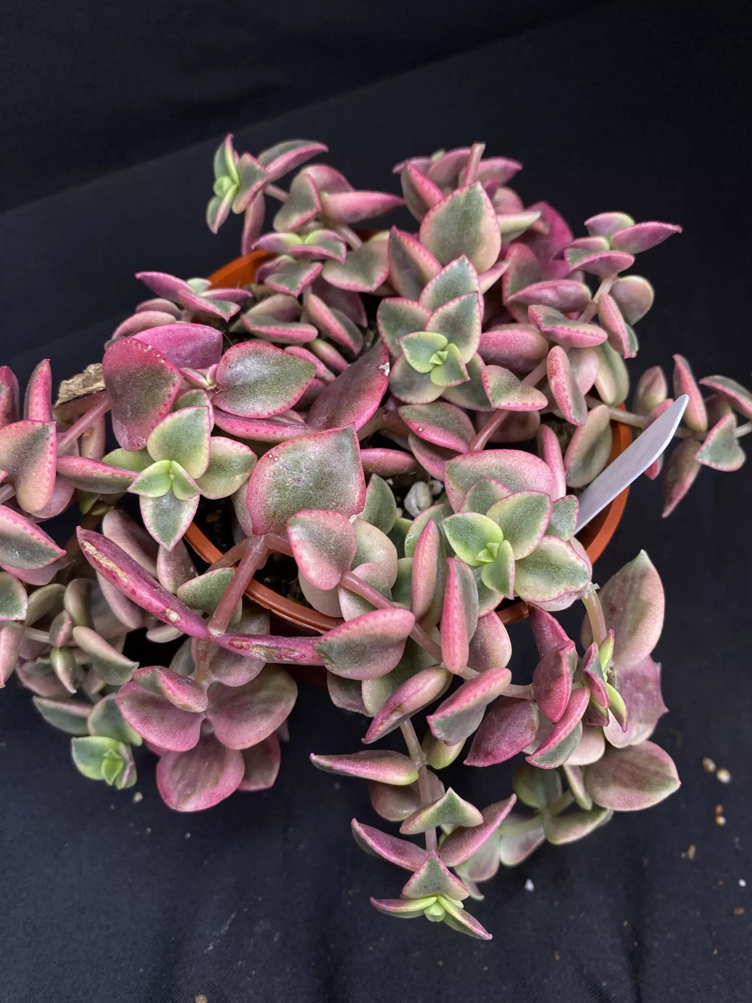 plant/3” Crassula ‘Calico Kitten’-0