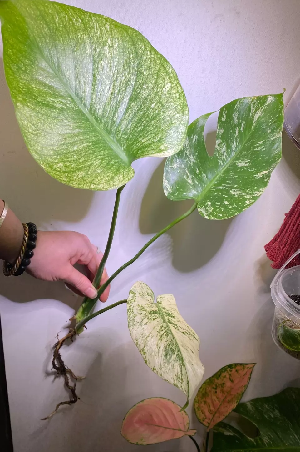 plant/Monstera mint rooted top cut-1