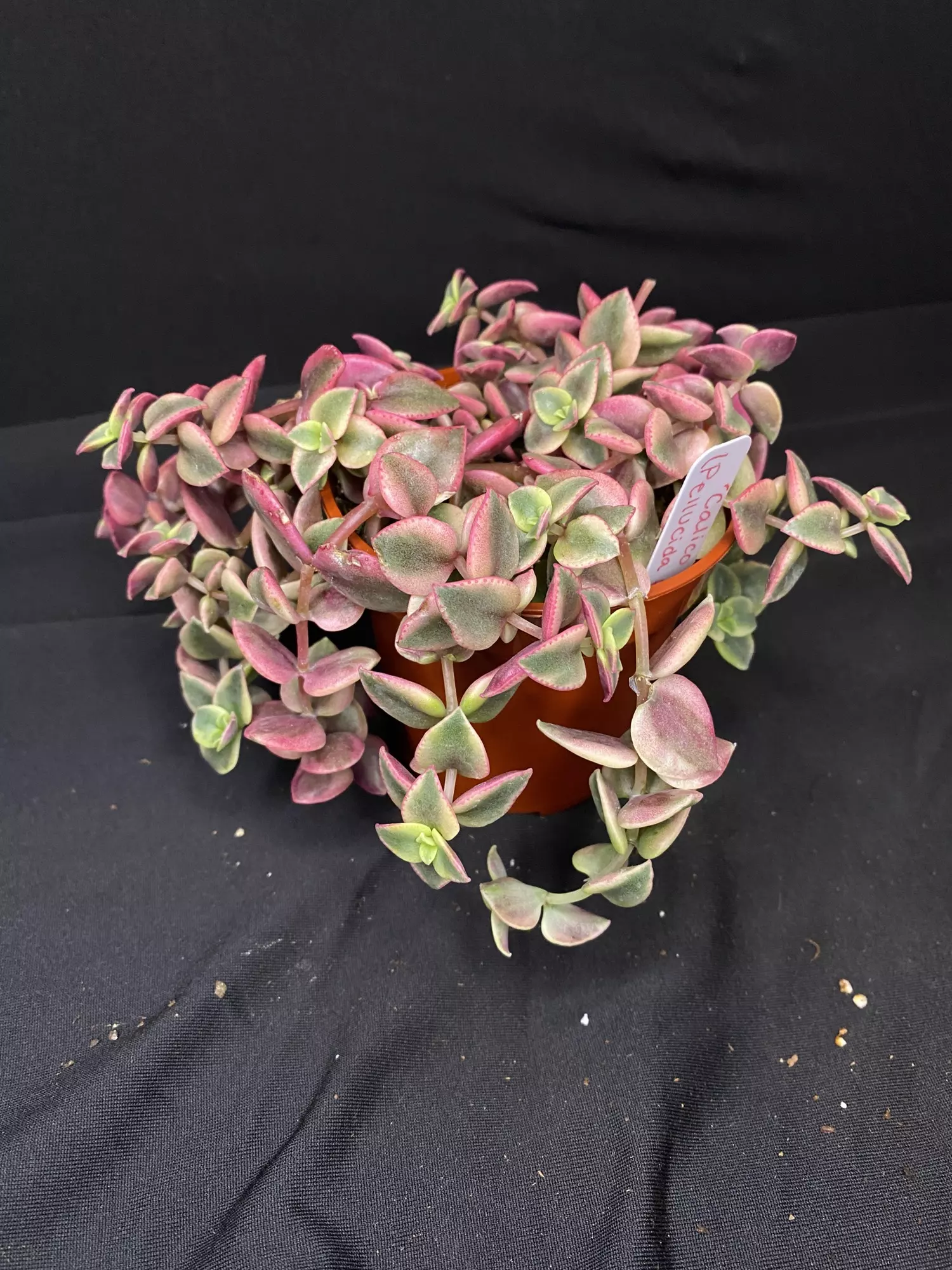 plant/3” Crassula ‘Calico Kitten’-2