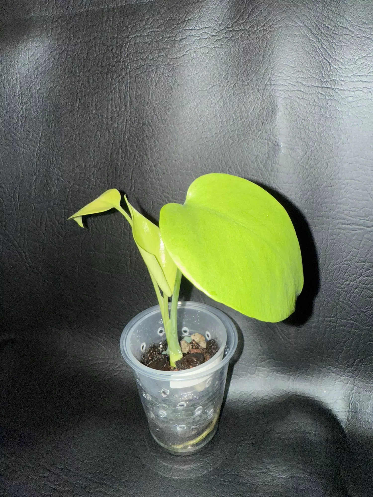 plant/Monstera Lemon Lime-0