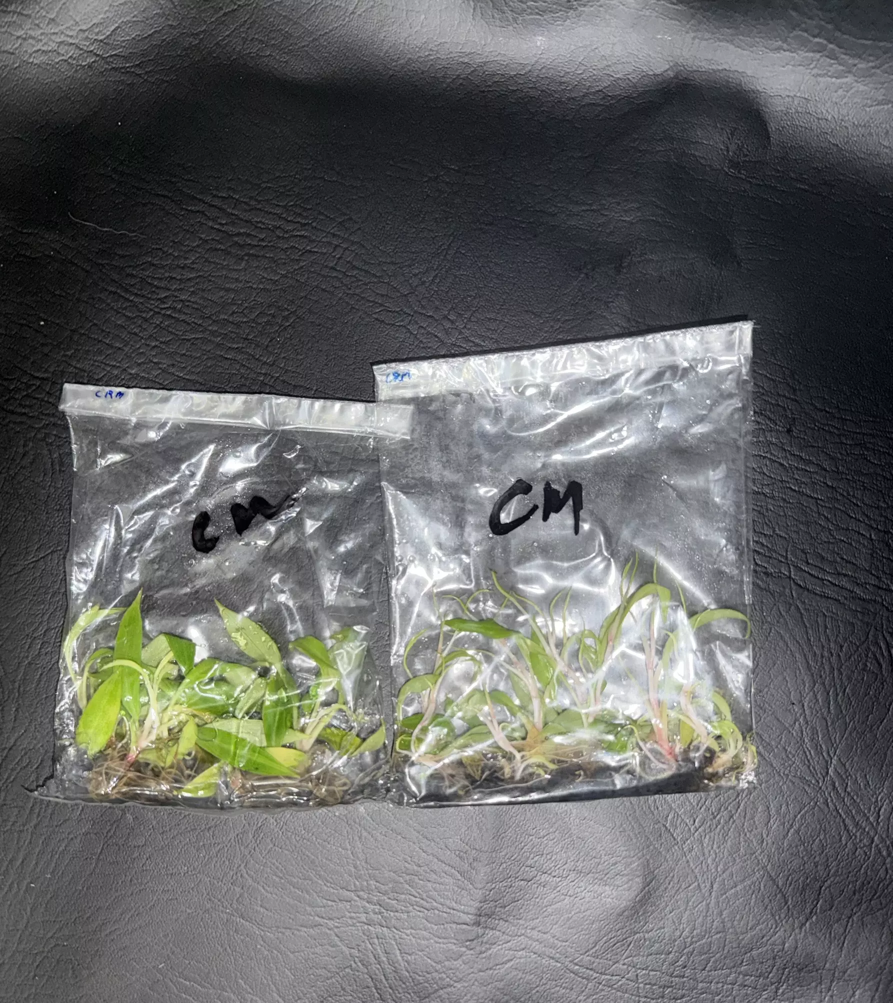 plant/Philodendron Pluto 5pk (Caramel Marble Chance Pack) GC-0
