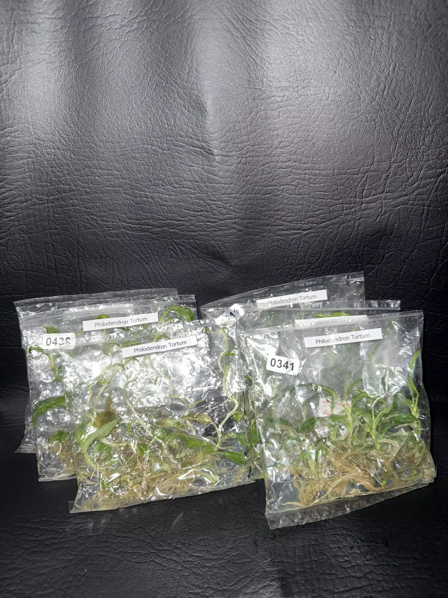 plant/Philodendron Tortum 5pk GC-0