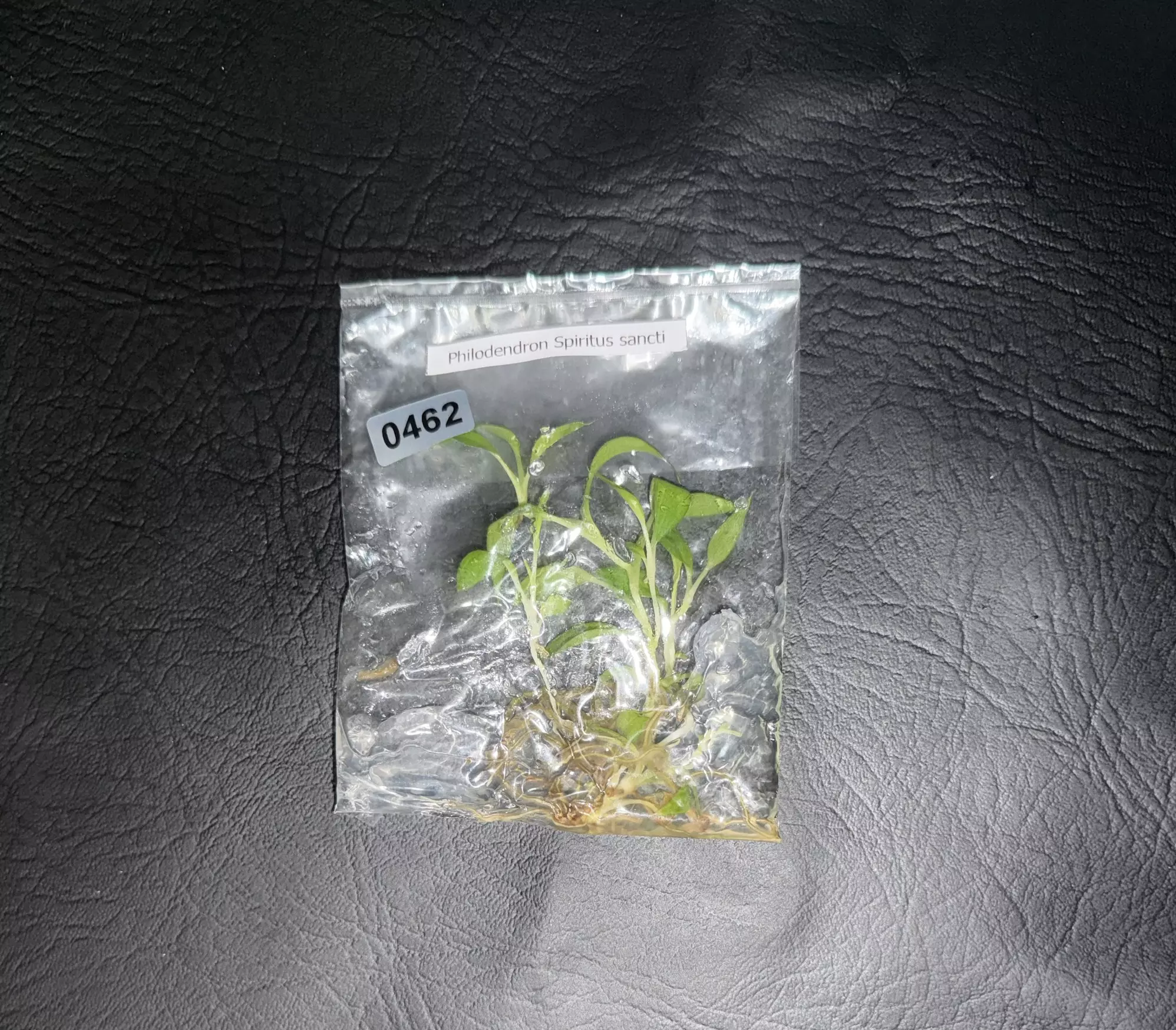 plant/Philodendron Spiritus Sancti-0