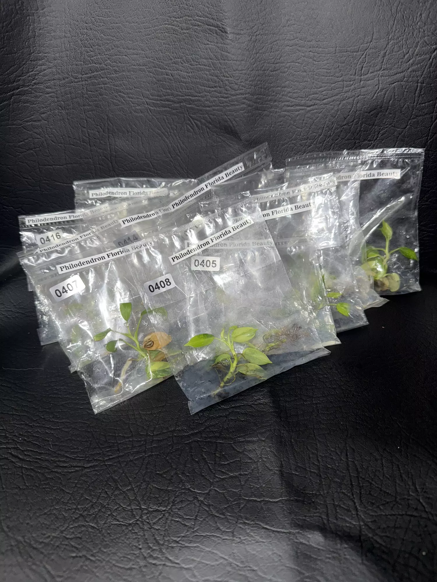 plant/Philodendron FLOB GC-0