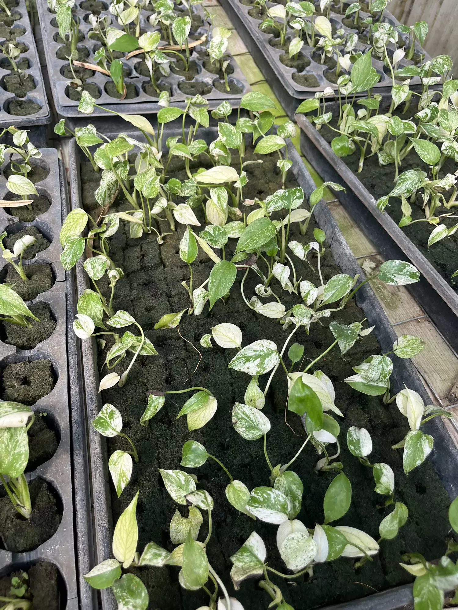 plant/Monstera Mint Growers Choice-0