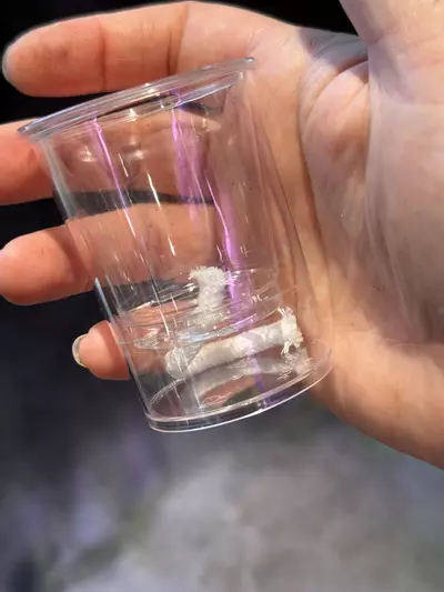 plant/Self watering prop cups-0-thumbnail