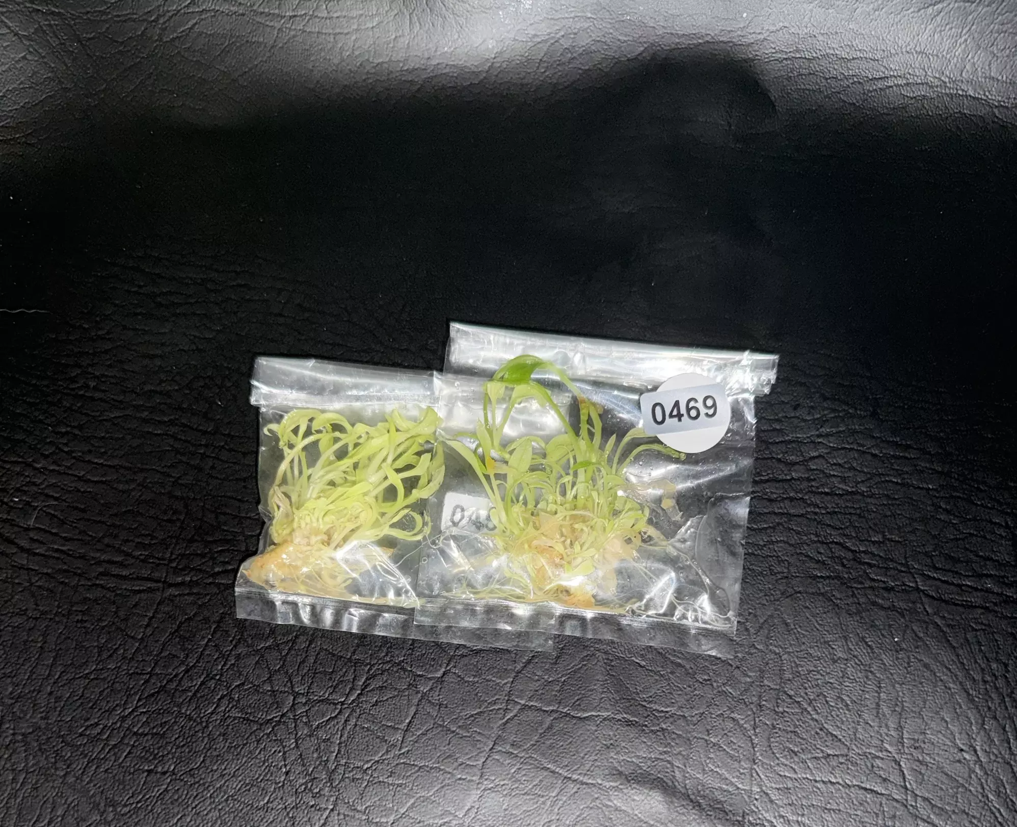 plant/Homalomena Mint Mellon GC-0