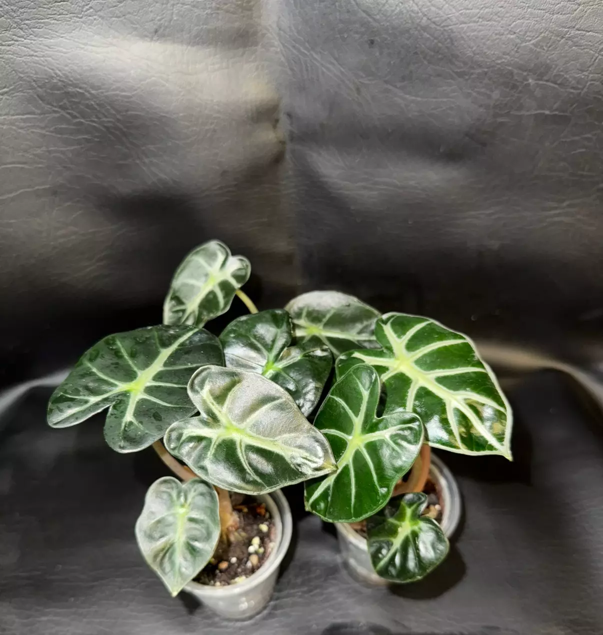 plant/Alocasia Baloon Heart GC-0