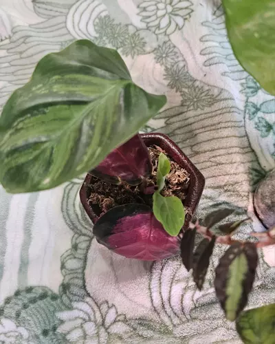 plant/Terrarium Bundle-4-thumbnail