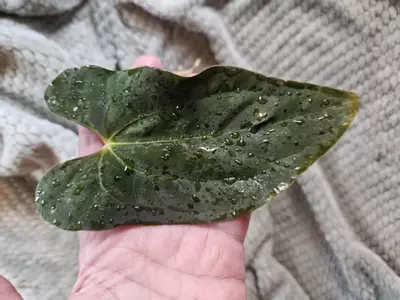 plant/Anthurium Papillilaminum ‘El cocle macumba’ x (Pap ‘FS’ x self x bvep)-3-thumbnail