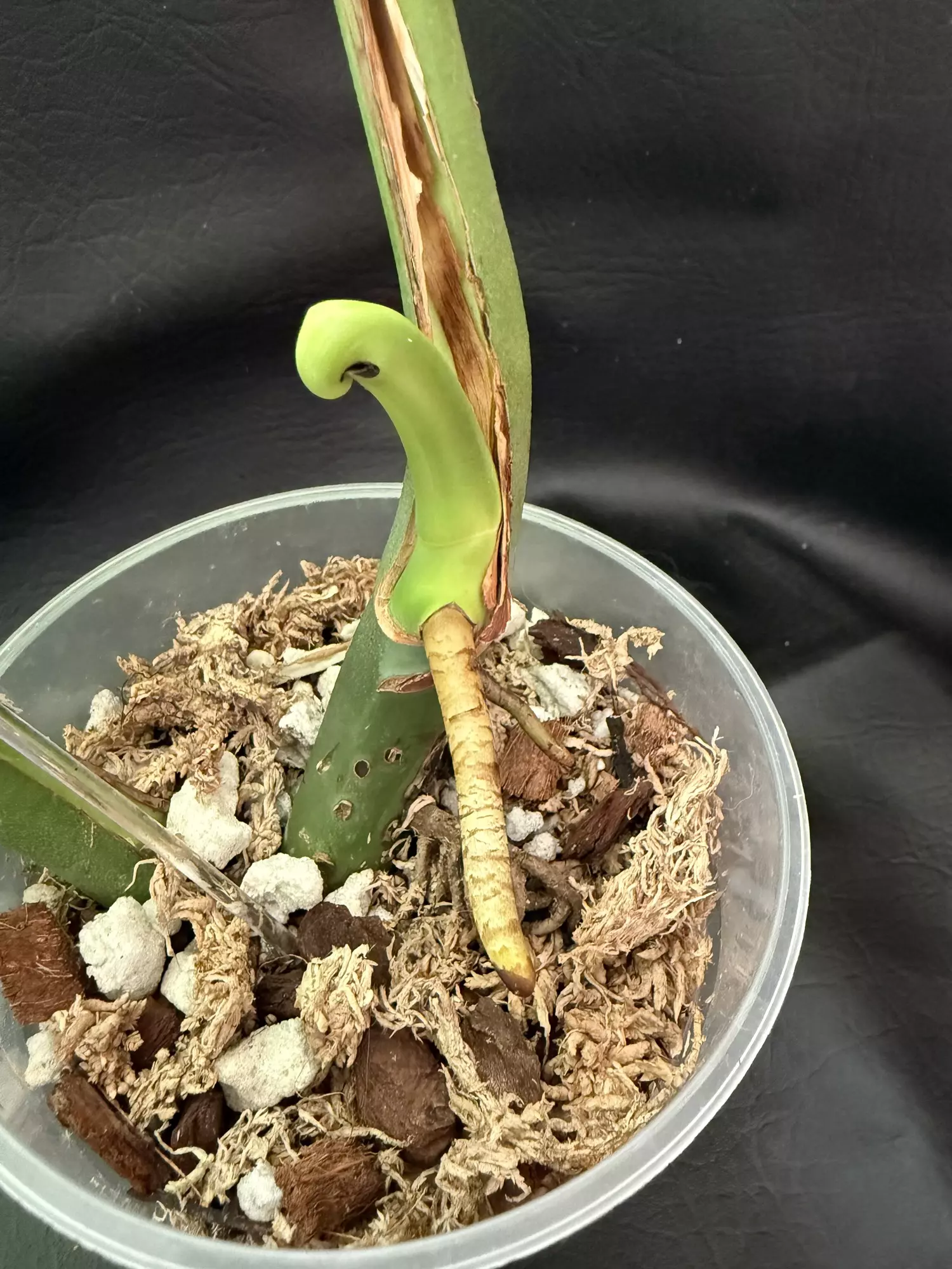 plant/Mature 2 Leaf Monstera Green on Green-1