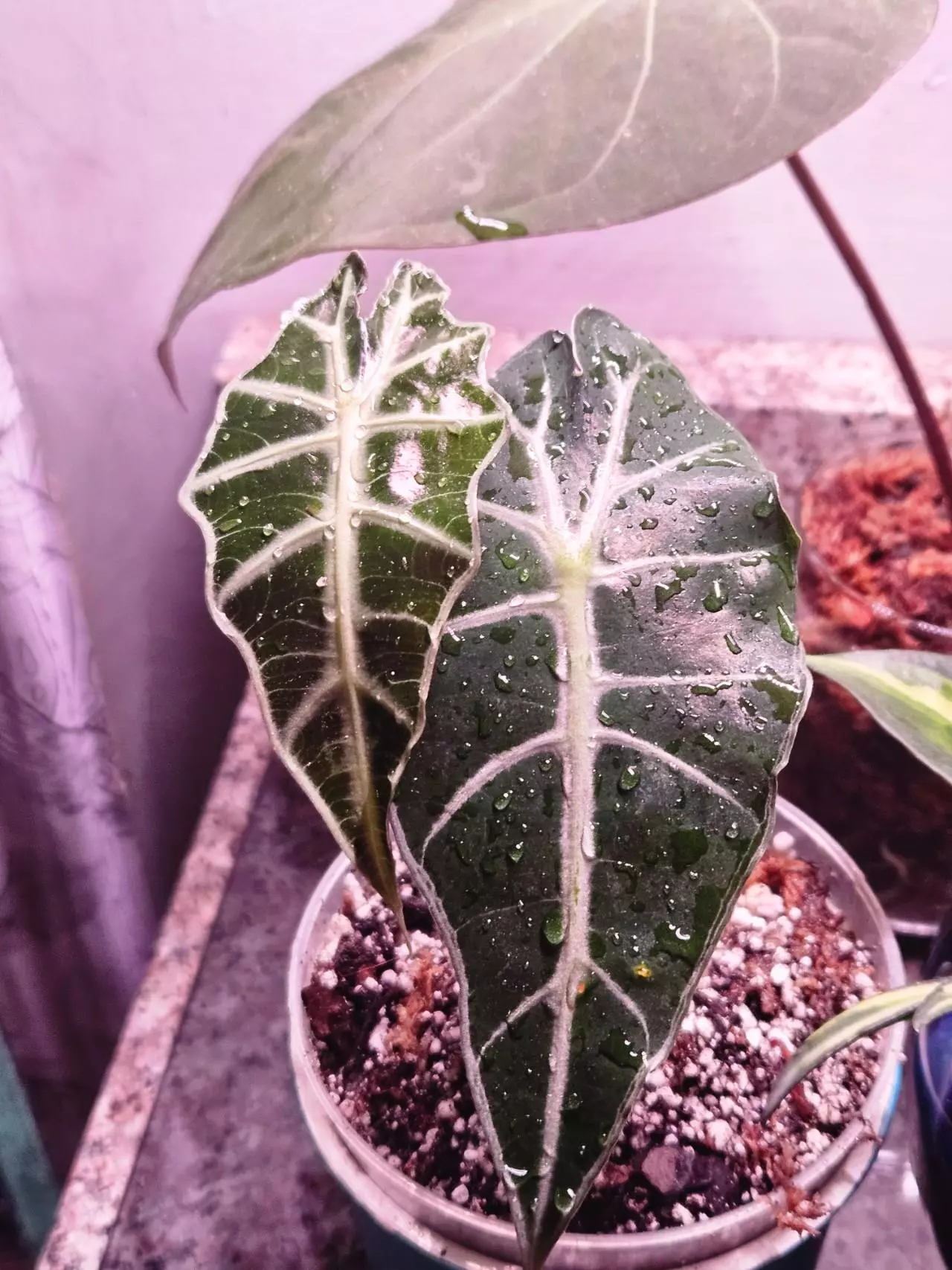plant/Alocasia Polly-1