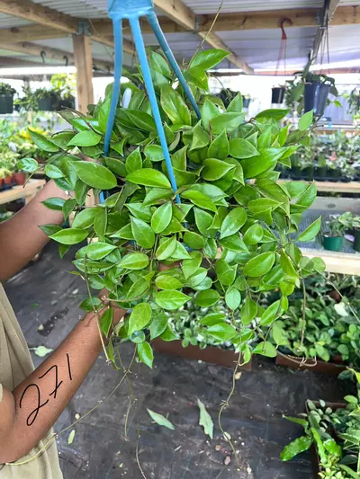 plant/HOYA SUNRISE 8" 271P-0-thumbnail