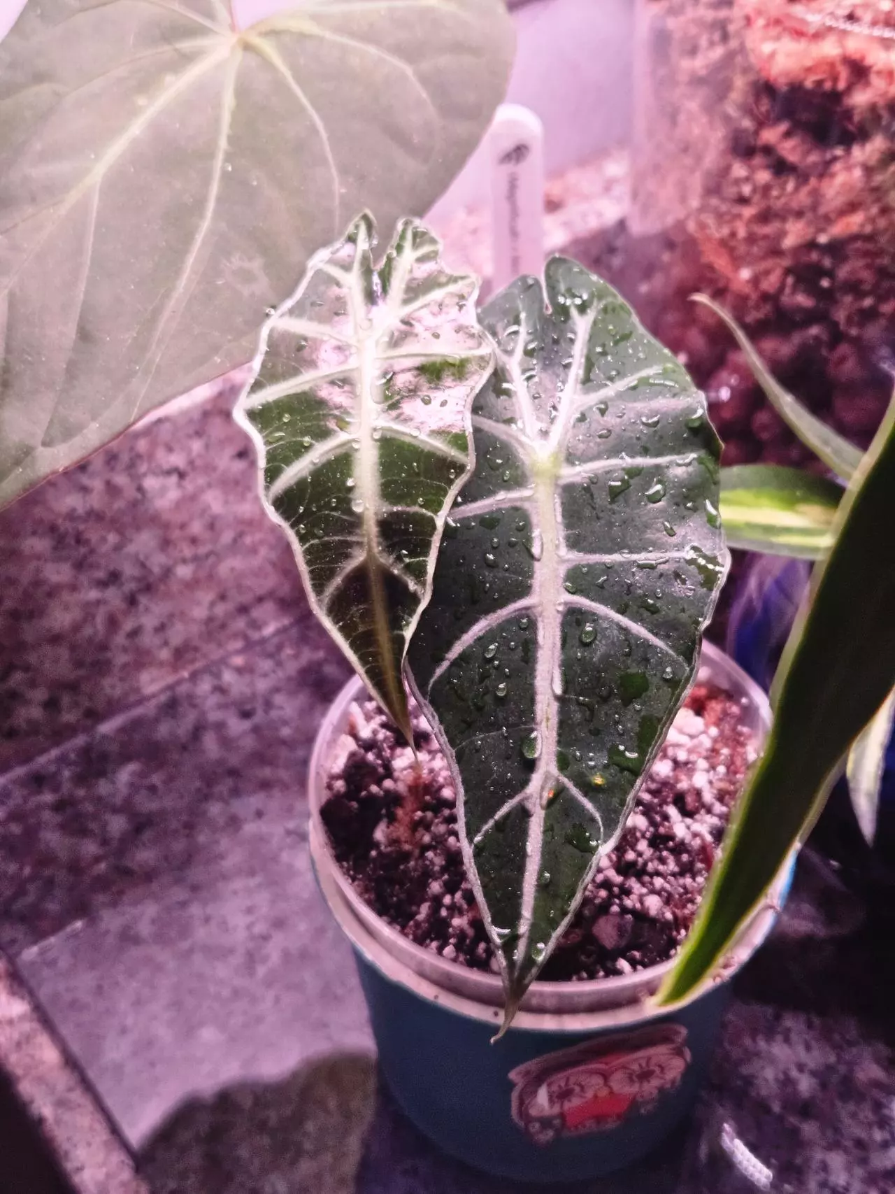 plant/Alocasia Polly-0