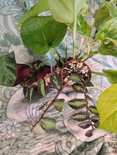 plant/Terrarium Bundle-3-thumbnail