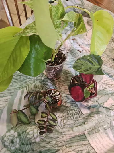 plant/Terrarium Bundle-0-thumbnail