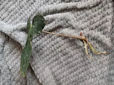 plant/Anthurium Papillilaminum ‘El cocle macumba’ x (Pap ‘FS’ x self x bvep)-2-thumbnail