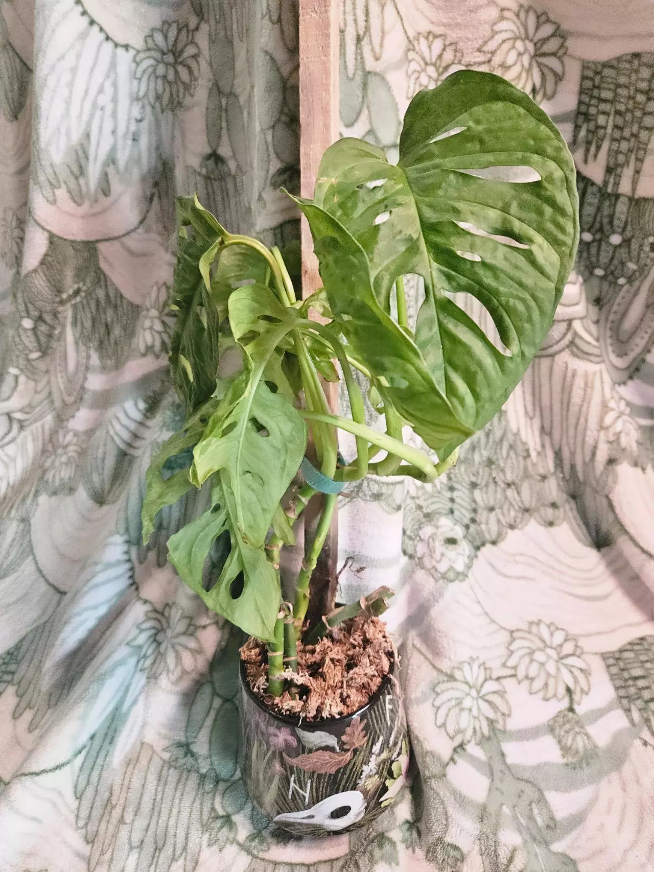plant/Monstera Adansonii-0