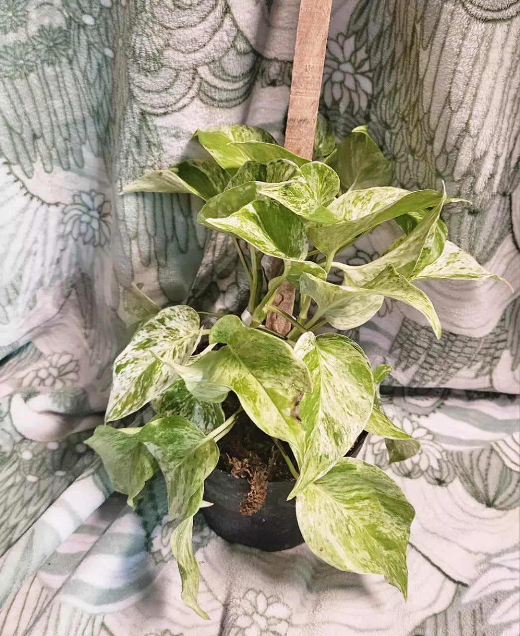 plant/Marble Queen Pothos-1