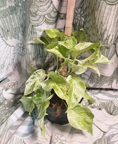 plant/Marble Queen Pothos-1-thumbnail