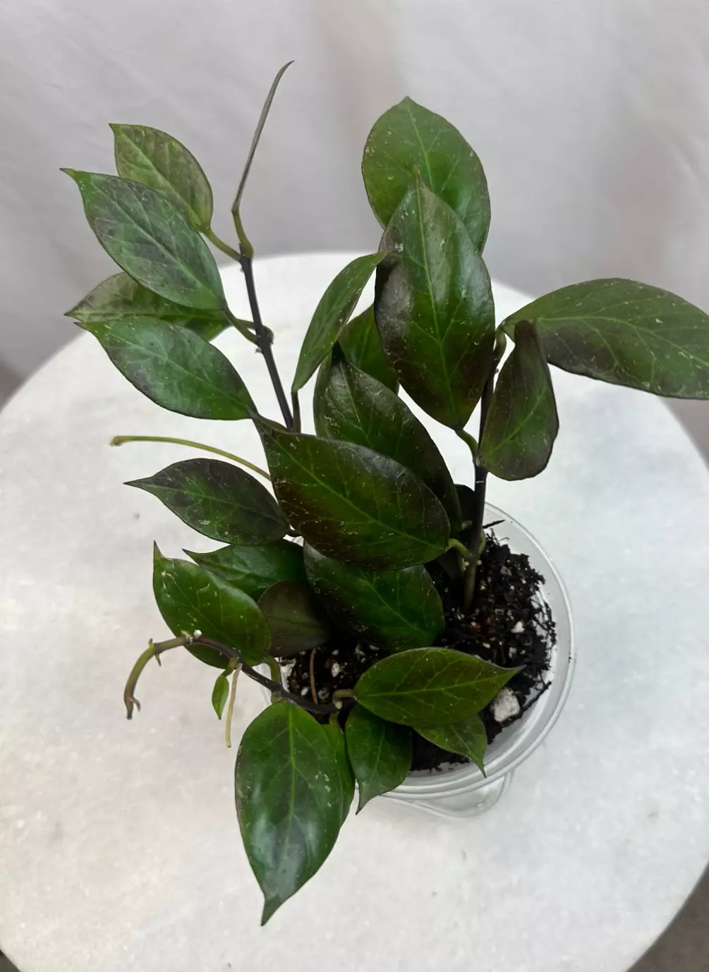 plant/H. ‘Sunrise’ - 4 inch pot-1