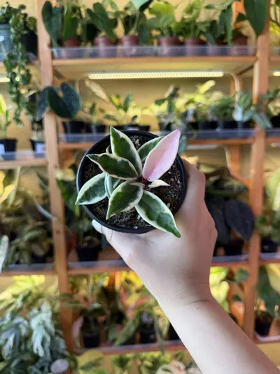 plant/Hoya suzie Q-0-thumbnail