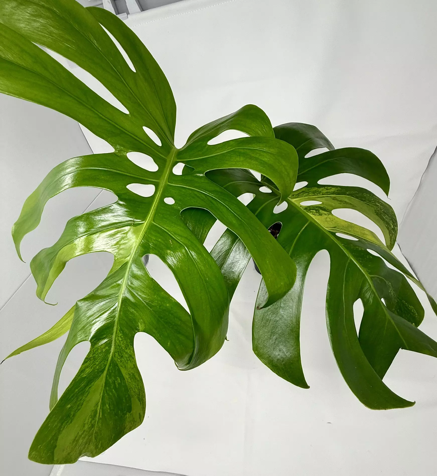 plant/Mature 2 Leaf Monstera Green on Green-0