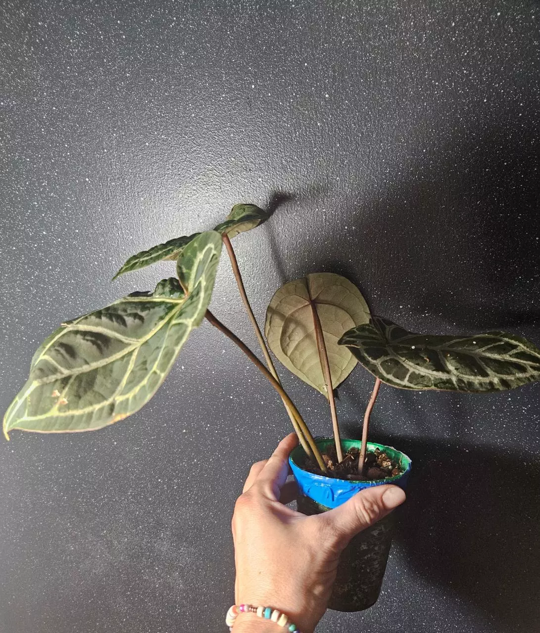 plant/Anthurium Zara X Michelle-4