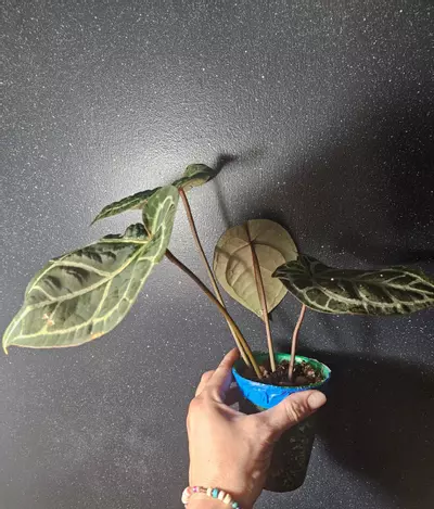 plant/Anthurium Zara X Michelle-4-thumbnail